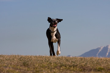 deutsche Dogge 