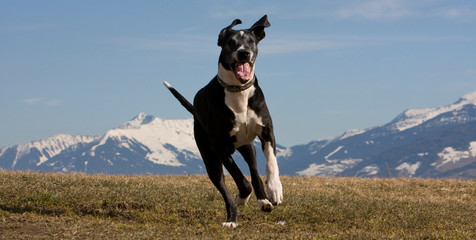 deutsche Dogge 