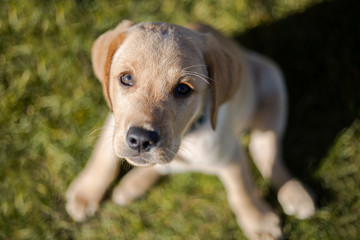 Young  golden retriever  puppy