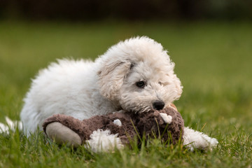 White Poodle puppy playing in the garden
