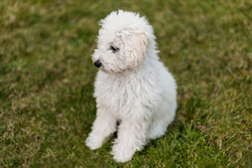 Portrait of a white Poodle puppy