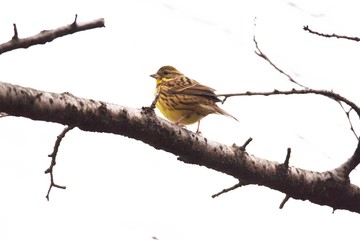 Black-faced Bunting eats grass seeds and insects in the forest. Moreover, the singing voice is very beautiful.