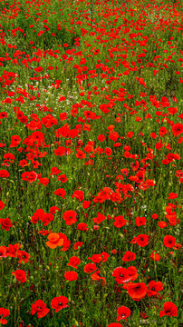Rolling Poppy Fields in Flanders WW1 world war 1 battlefield rememberance panoramic banner background image