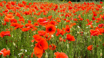 Rolling Poppy Fields in Flanders WW1 world war 1 battlefield rememberance panoramic banner...