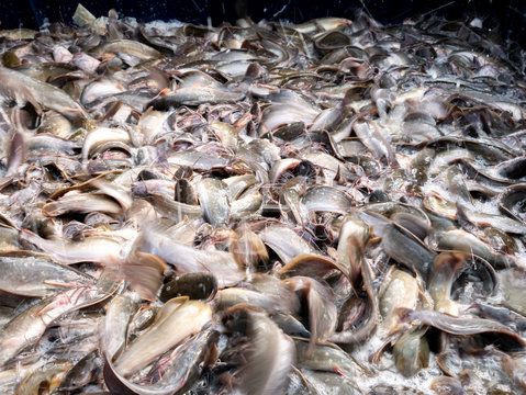 Catfish Live Massively in The Container