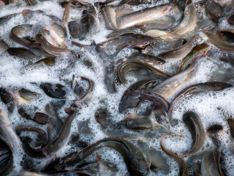 Abstract of Catfish Live Massively