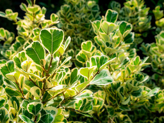 Heart-Shaped Banyan Growing