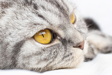 A gray scottish fold cat lies on a bed in a sheet. Muzzle close-up. The concept of pets, comfort, pet care, keeping cats in the house. Light image, minimalism, copyspace.