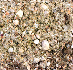 texture of stones and shells on the stone