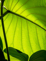 Pattern of  Elephant Climber Leaf