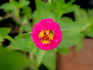 Pink Zinnia Flower Blooming in The Center