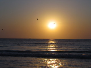 Watching the seagulls in the late spring afternoon
