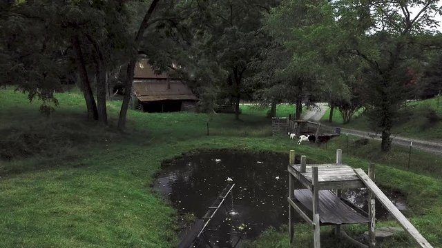 4K Drone of ducks in a bond with goats grazing nearby in front of an old abandoned farmhouse