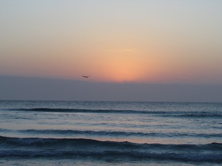 Watching the seagulls in the late spring afternoon