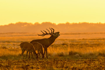 Red deer (Cervus elaphus) stag with two female red deer in rutting season on the field of National Park Hoge Veluwe in the Netherlands. Forest in the background. Sunset.
