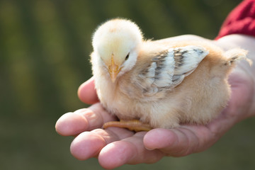 Newborn chicken sitting on a hand