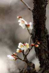 梅の花