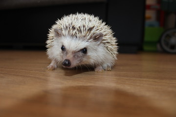hedgehog