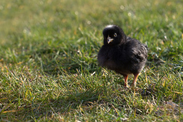 Black newborn chicken on a meadow