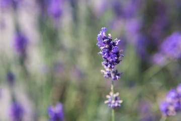 Purple lavender in a field