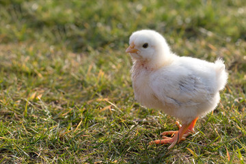 Newborn chicken on a meadow