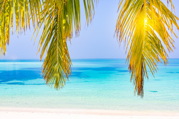  Palm and tropical beach. Peaceful nature, seascape and beach panorama