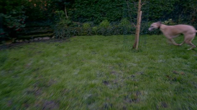 Dog Playing Running with Girl Whippet Greyhound Puppy for Treat Green Garden Grass Lifestyle Healthy Happy Fun