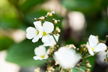 Small white flower