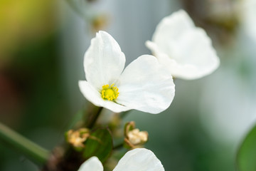 Small white flower