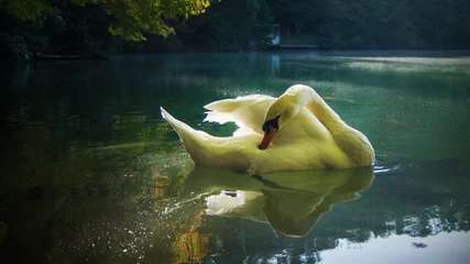 Rolgordijnen swan duck lake natural animal calm white © hunterpic2013