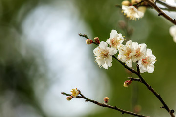 梅の花