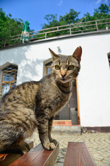 The cat sits and watches