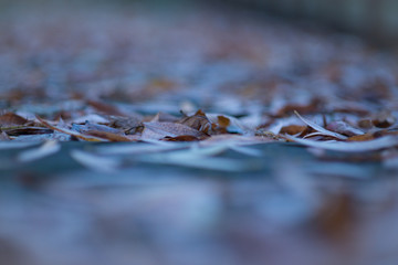 Fallen leaves all over the earth