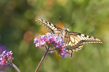 Macro of common swallowtail on verbena flower against blurred green background