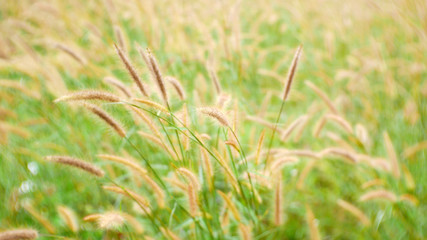 grass on green background