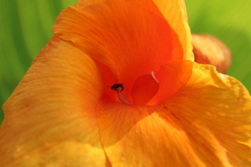 Bunga kertas kuning dari taman kota jakarta