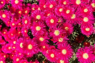 Fototapeta premium Pink gerbera daisy flowers background. Beautiful floral backdrop