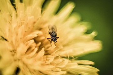 fly on flower