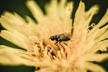 fly on flower