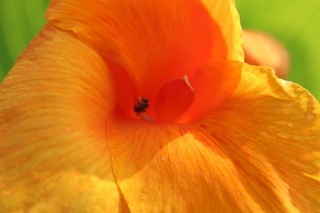 Bunga kertas kuning dari taman kota jakarta