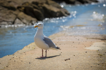 Seagull by the sea
