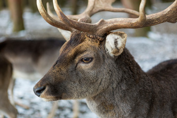 Closeup of a deer in snowy forest