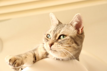 Fototapeta premium 下唇を噛みしめる表情の猫アメリカンショートヘアー
