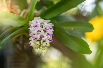 Blossom giant Rhynchostylis in garden.