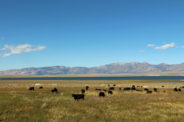 Cows on a pasture in the USA Farm life