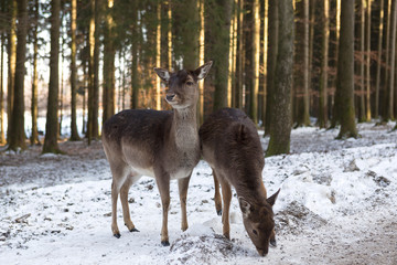 Two roe deer in snowy forest