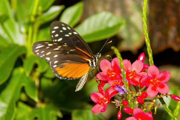 butterfly on flower