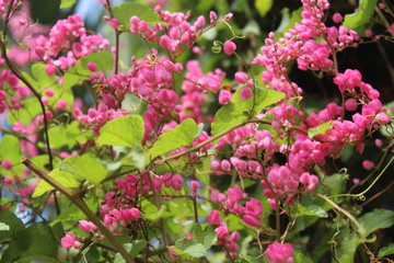 Pink flowers from Jakarta city park