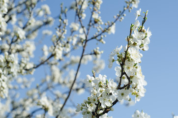pear flowers in spring sun