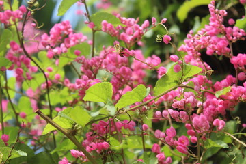 Pink flowers from Jakarta city park